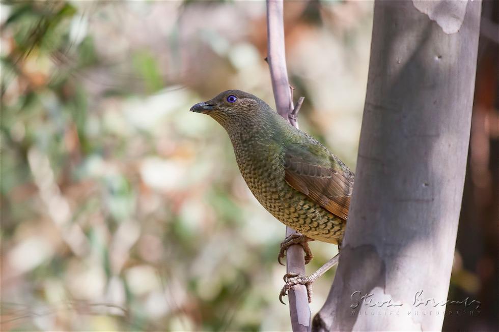 Satin Bowerbird (Ptilonorhynchus violaceus)