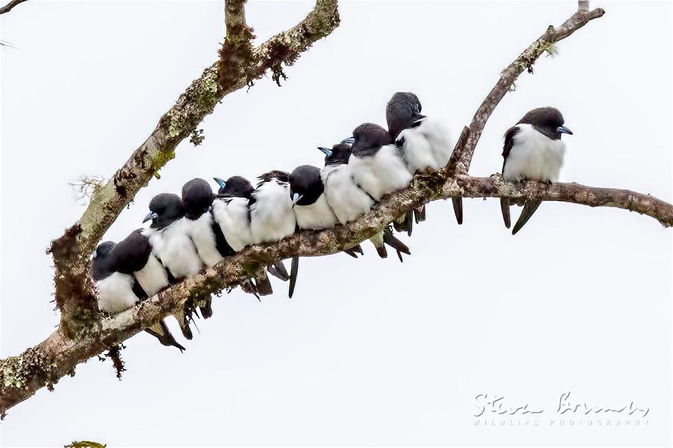 Great Woodswallow (Artamus maximus)