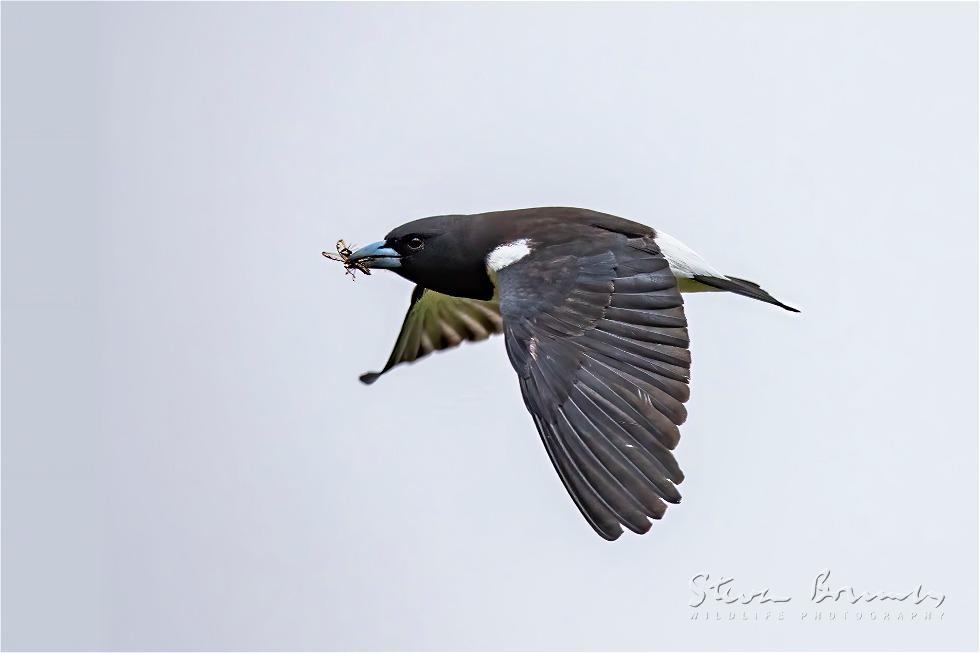Great Woodswallow (Artamus maximus)