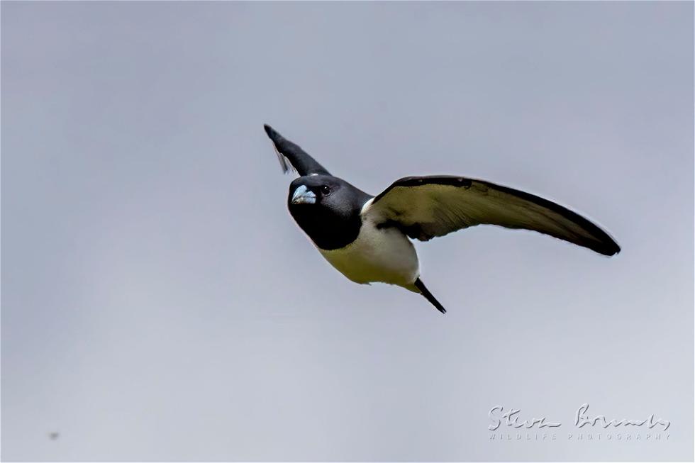 Great Woodswallow (Artamus maximus)