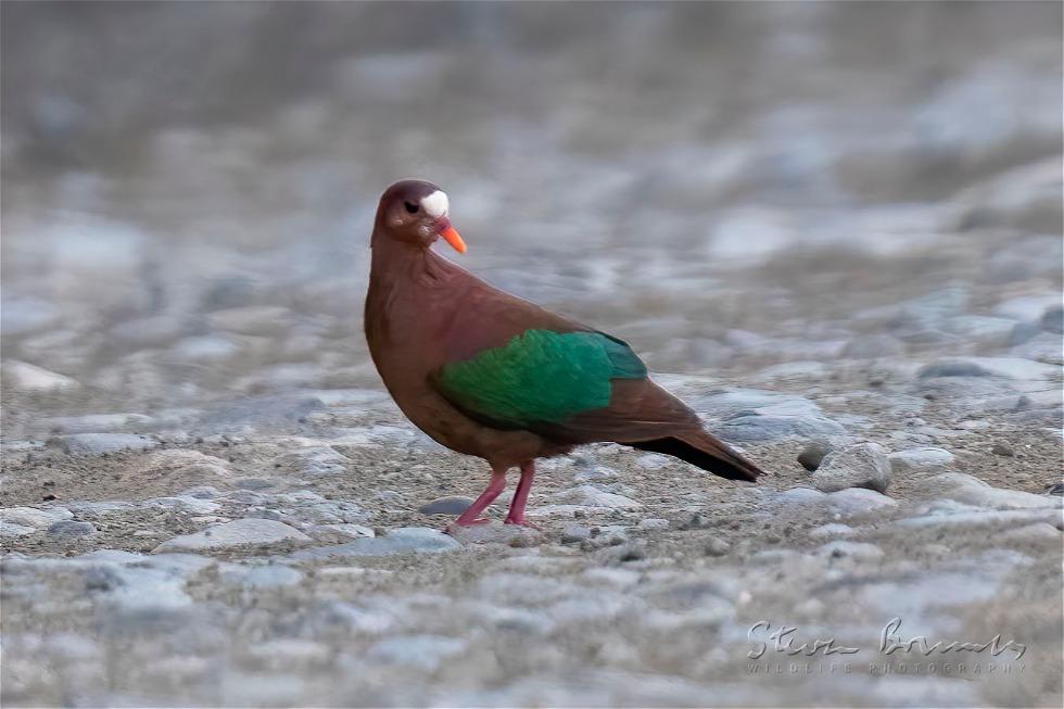 Stephan's Emerald Dove (Chalcophaps stephani)