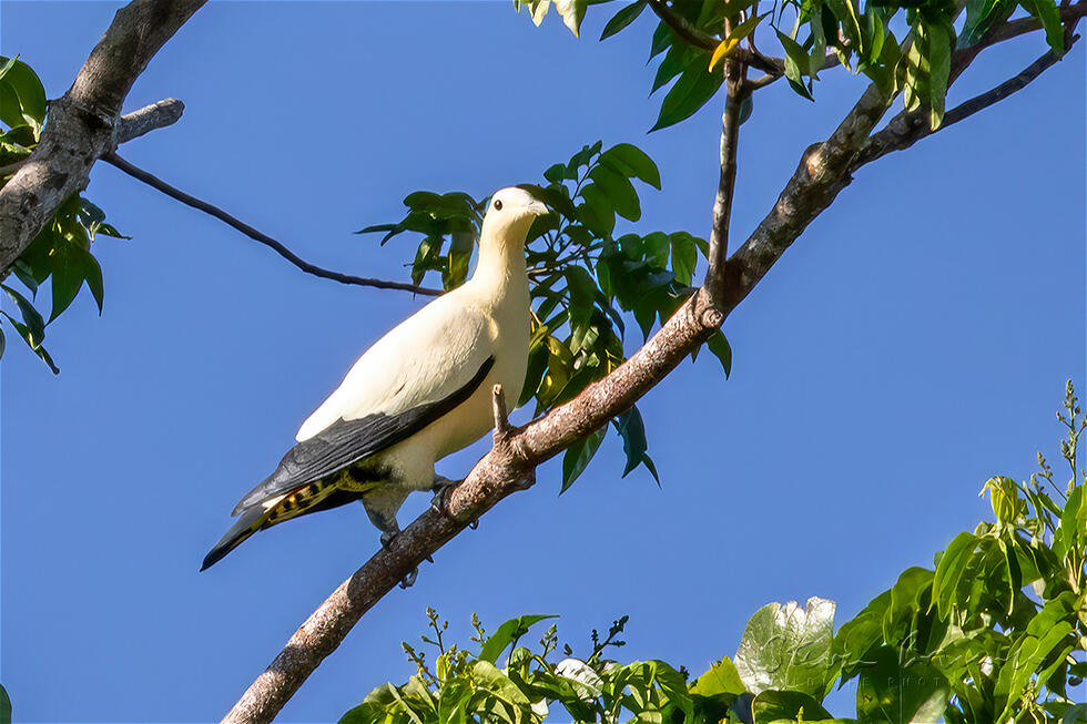 Yellowish Imperial Pigeon (Ducula subflavescens)