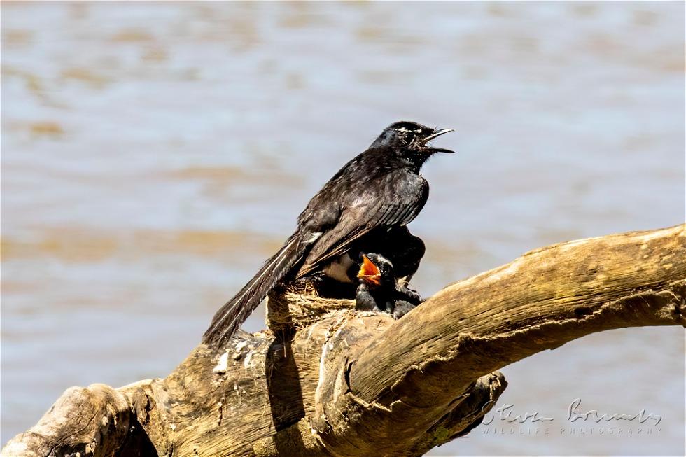 Willie Wagtail (Rhipidura leucophrys)