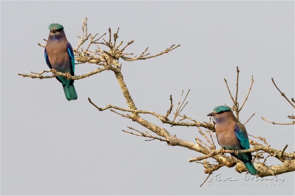 Indian Roller (Coracias benghalensis)