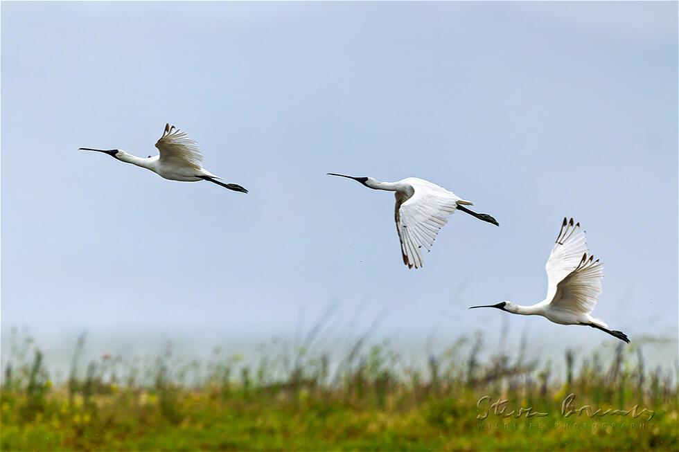 Royal Spoonbill (Platalea regia)