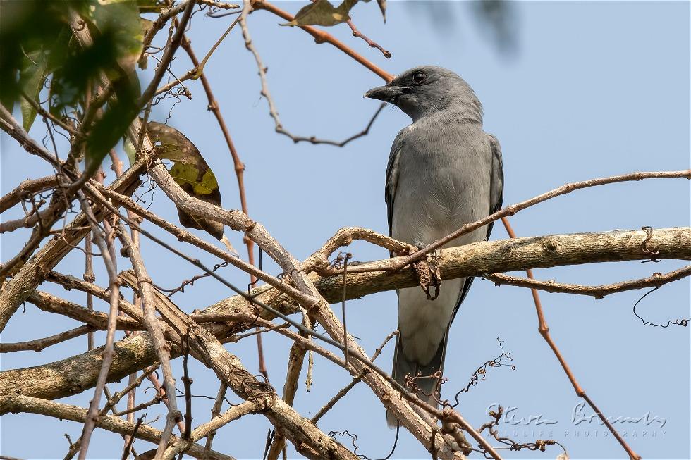 Large Cuckooshrike (Coracina macei)