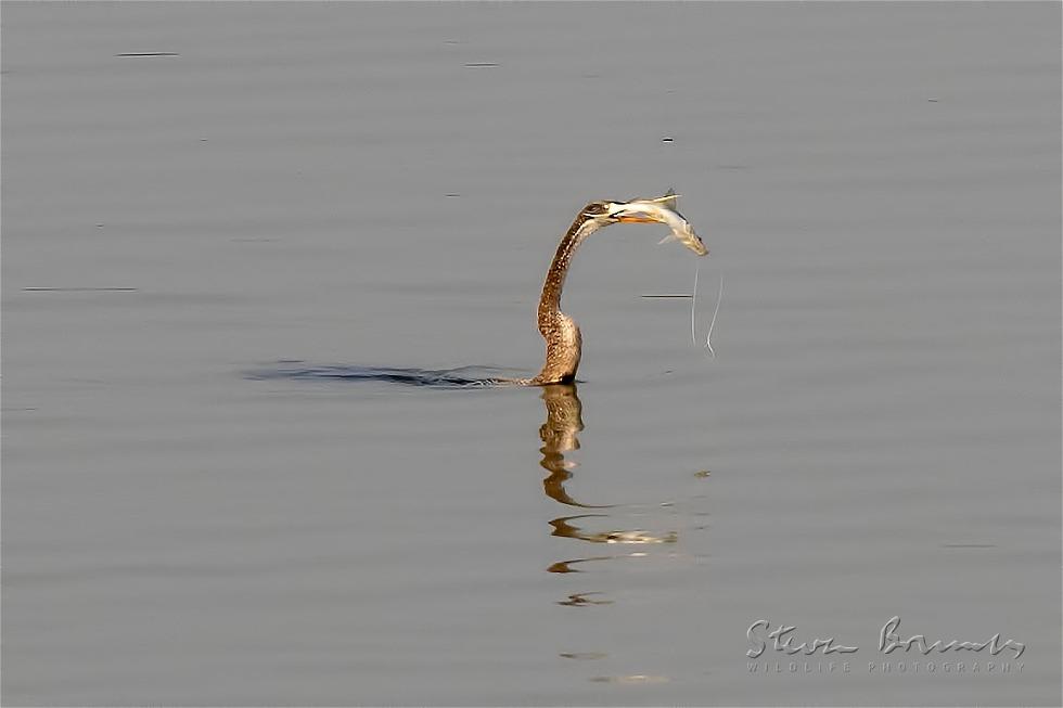 Oriental Darter (Anhinga melanogaster)