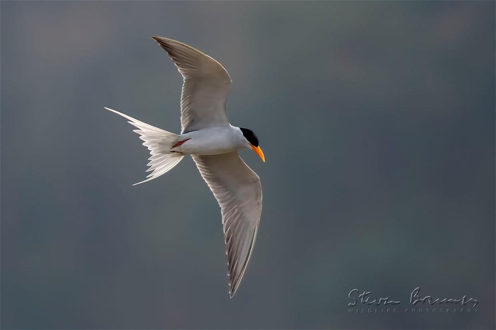 River Tern (Sterna aurantia)