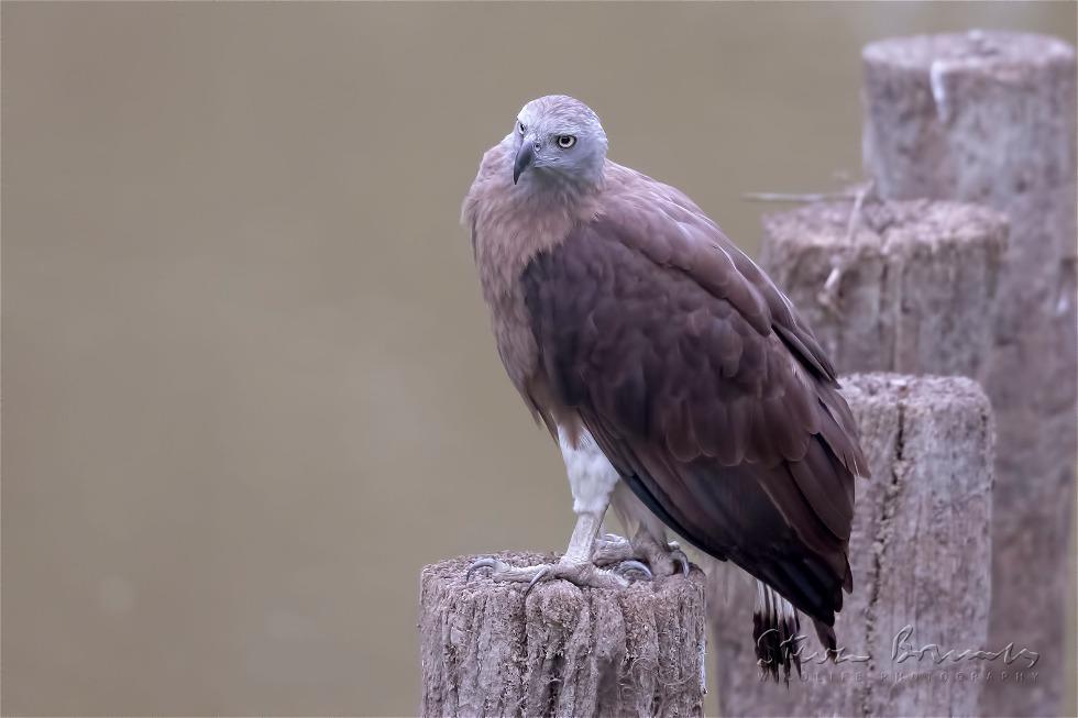 Grey-headed Fish Eagle (Haliaeetus ichthyaetus)