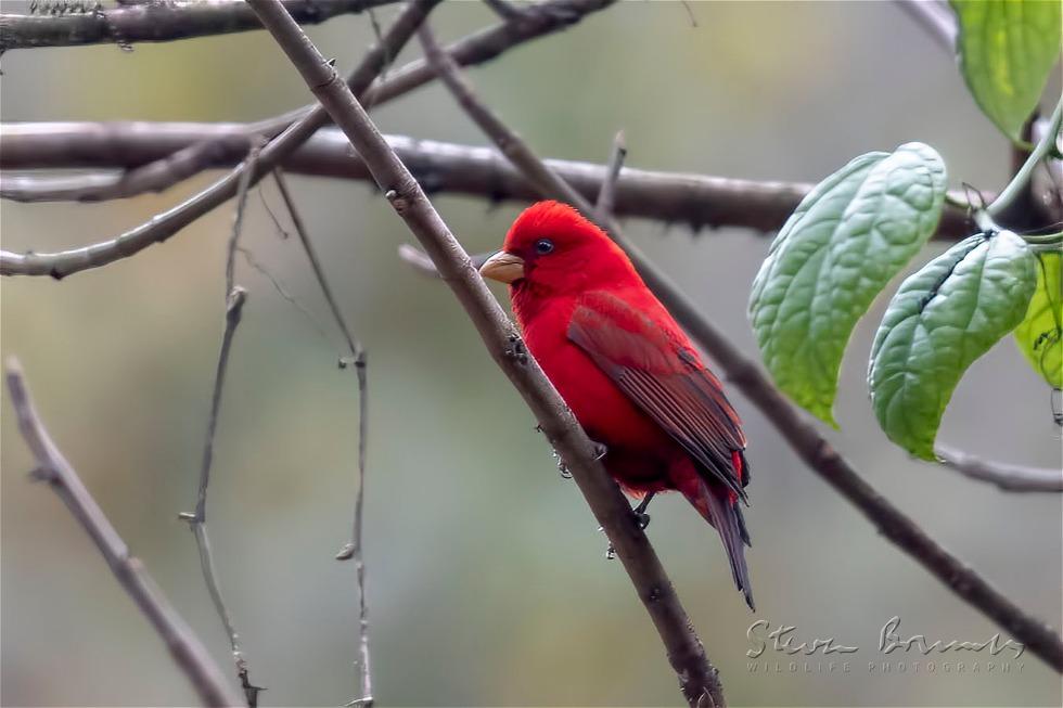 Scarlet Finch (Carpodacus sipahi)