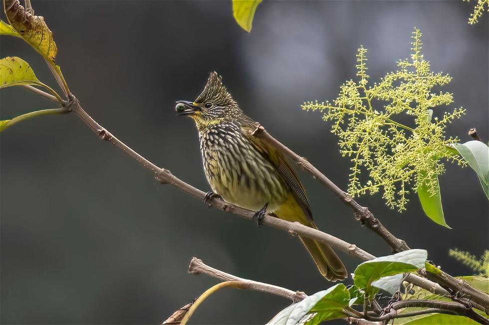 Striated Bulbul (Pycnonotus striatus)