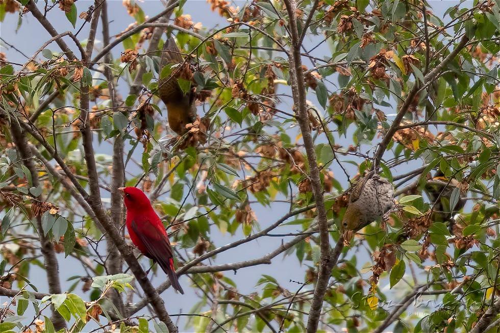 Scarlet Finch (Carpodacus sipahi)