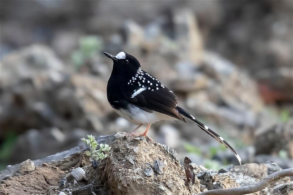 Spotted Forktail (Enicurus maculatus)