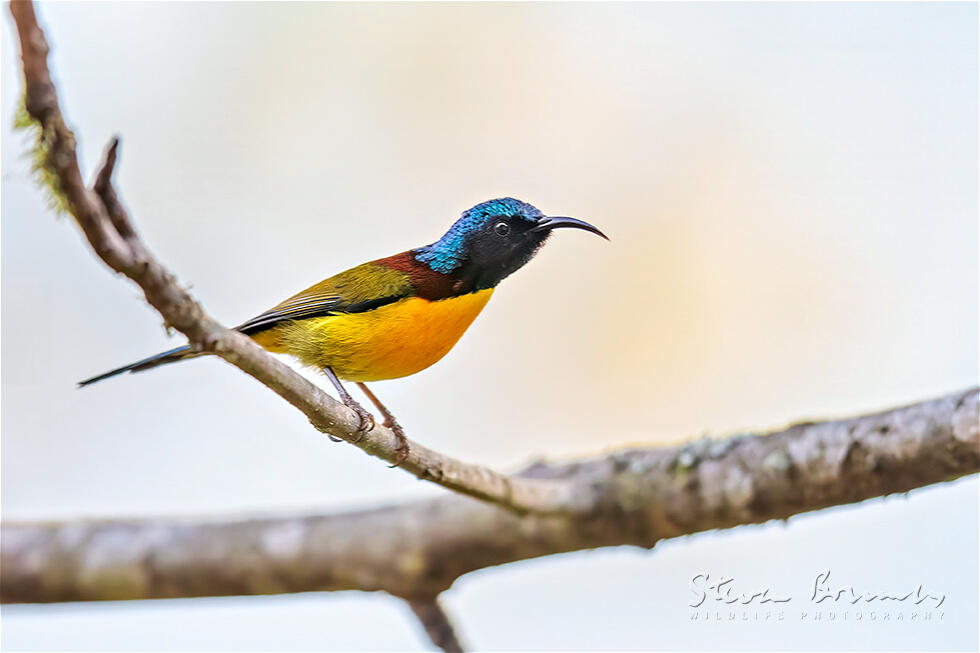 Green-tailed Sunbird (Aethopyga nipalensis)