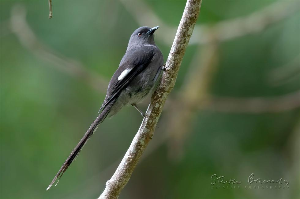 Long-tailed Sibia (Heterophasia picaoides)