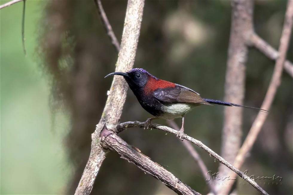 Black-throated Sunbird (Aethopyga saturata)