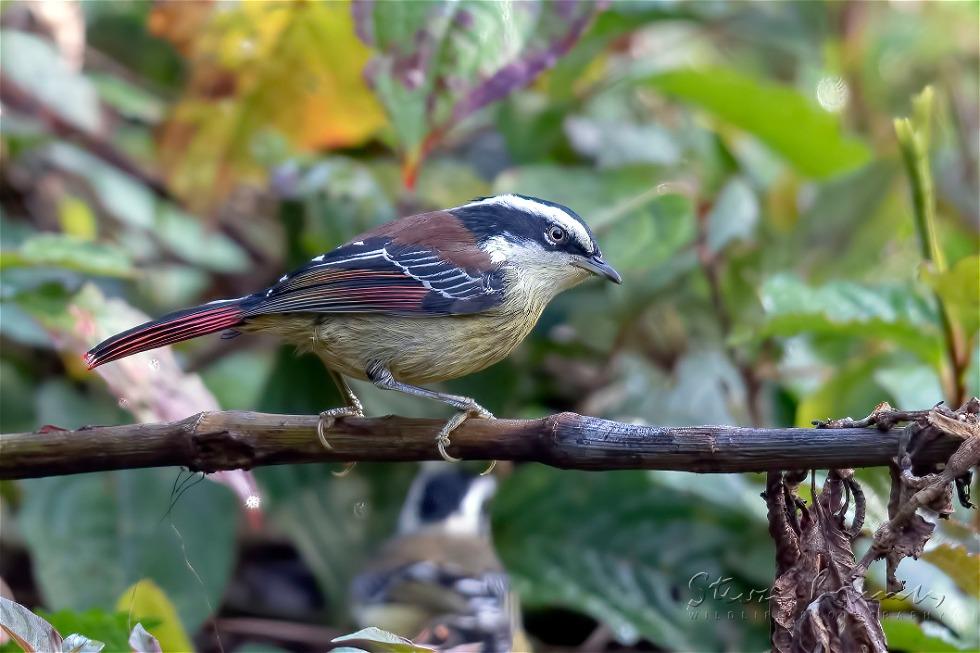 Red-tailed Minla (Minla ignotincta)