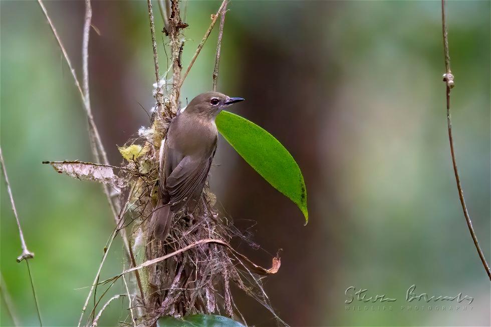 Large-billed Gerygone (Gerygone magnirostris)