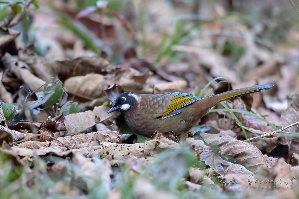 Black-faced Laughingthrush (Trochalopteron affine)