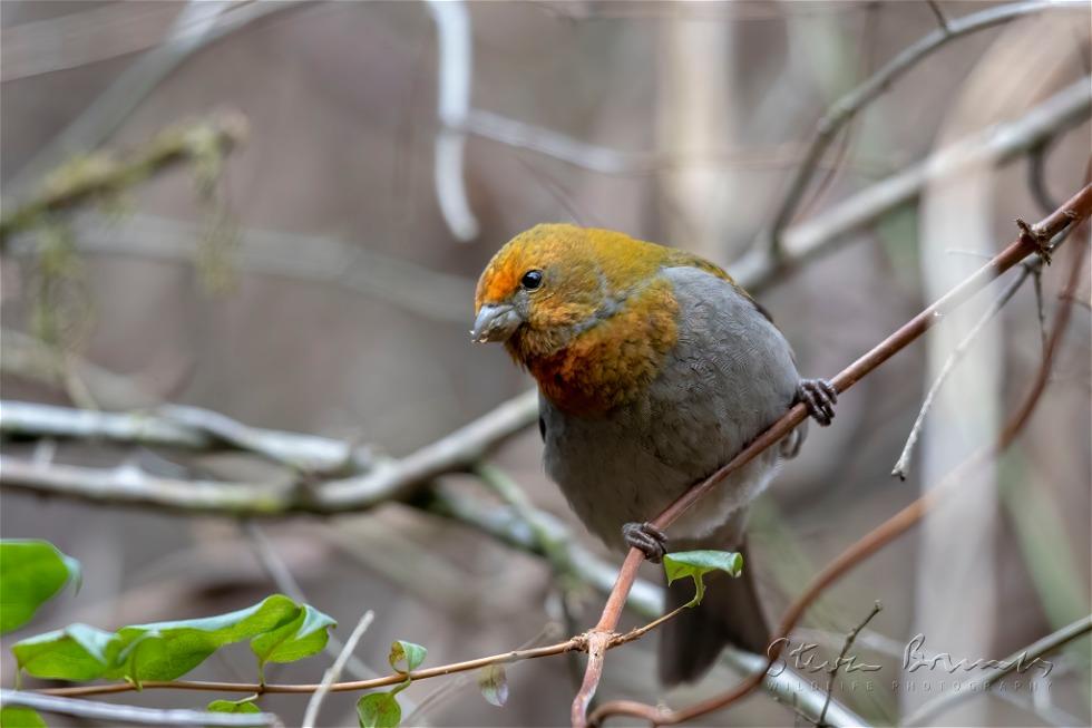 Crimson-browed Finch (Carpodacus subhimachalus)