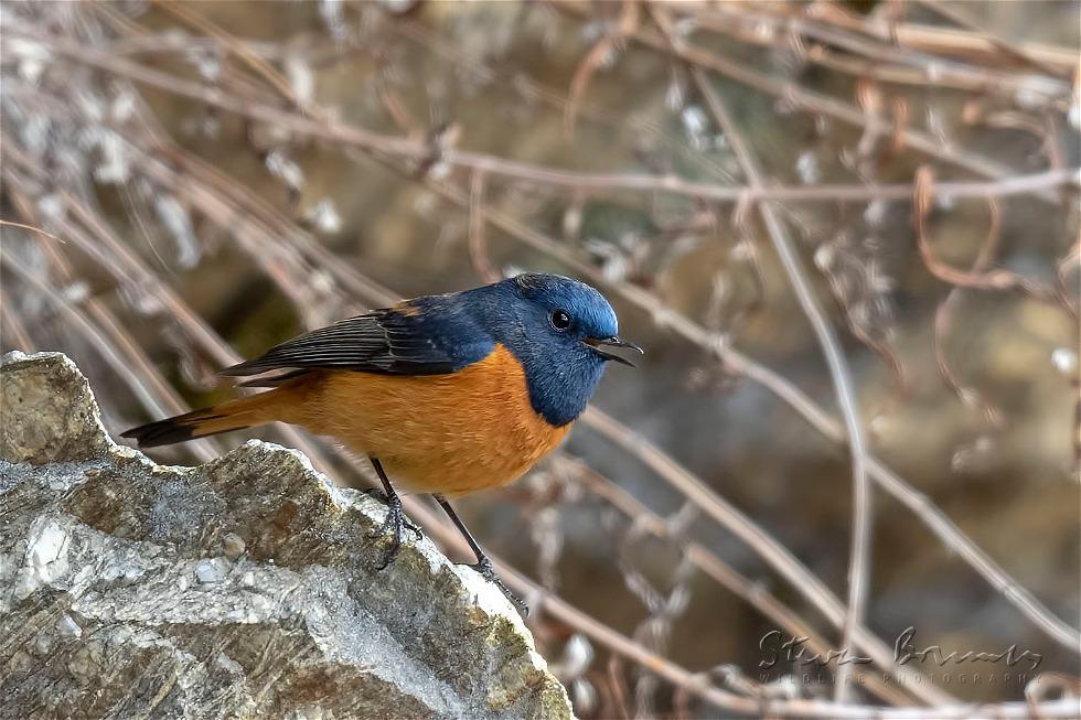 Blue-fronted Redstart (Phoenicurus frontalis)