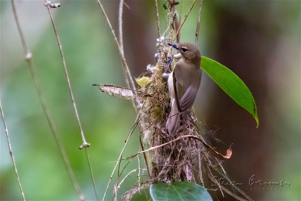 Large-billed Gerygone (Gerygone magnirostris)