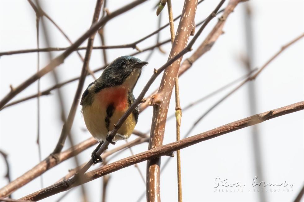 Fire-breasted Flowerpecker (Dicaeum ignipectus)