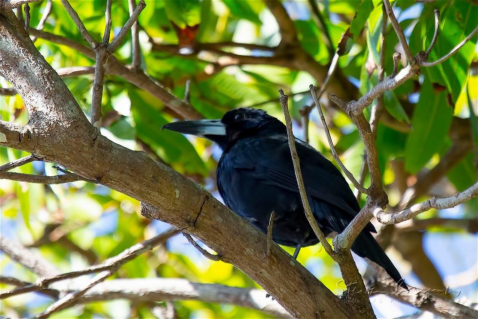 Black Butcherbird (Melloria quoyi)