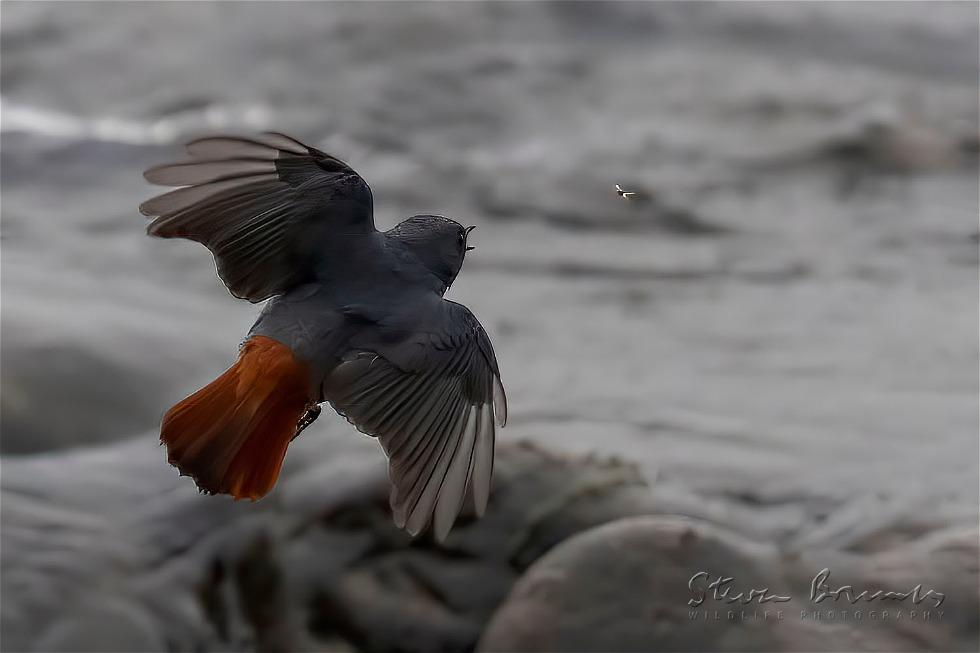 Plumbeous Water Redstart (Phoenicurus fuliginosus)