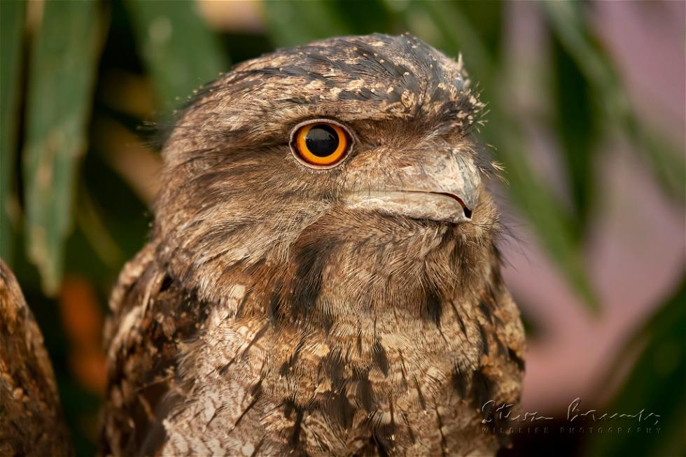 Tawny Frogmouth (Podargus strigoides)