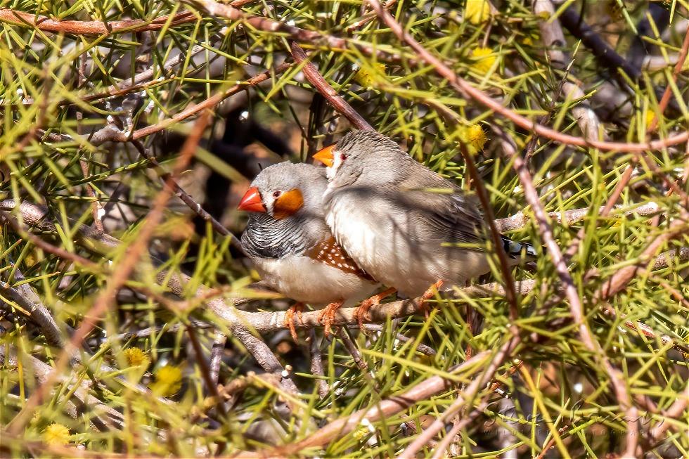 Zebra Finch (Taeniopygia guttata)