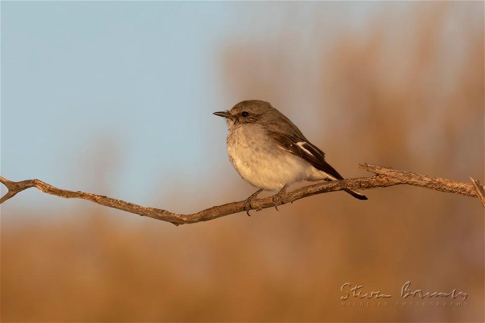 Hooded Robin (Melanodryas cucullata)