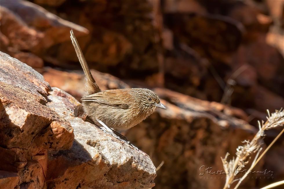 Dusky Grasswren (Amytornis purnelli)