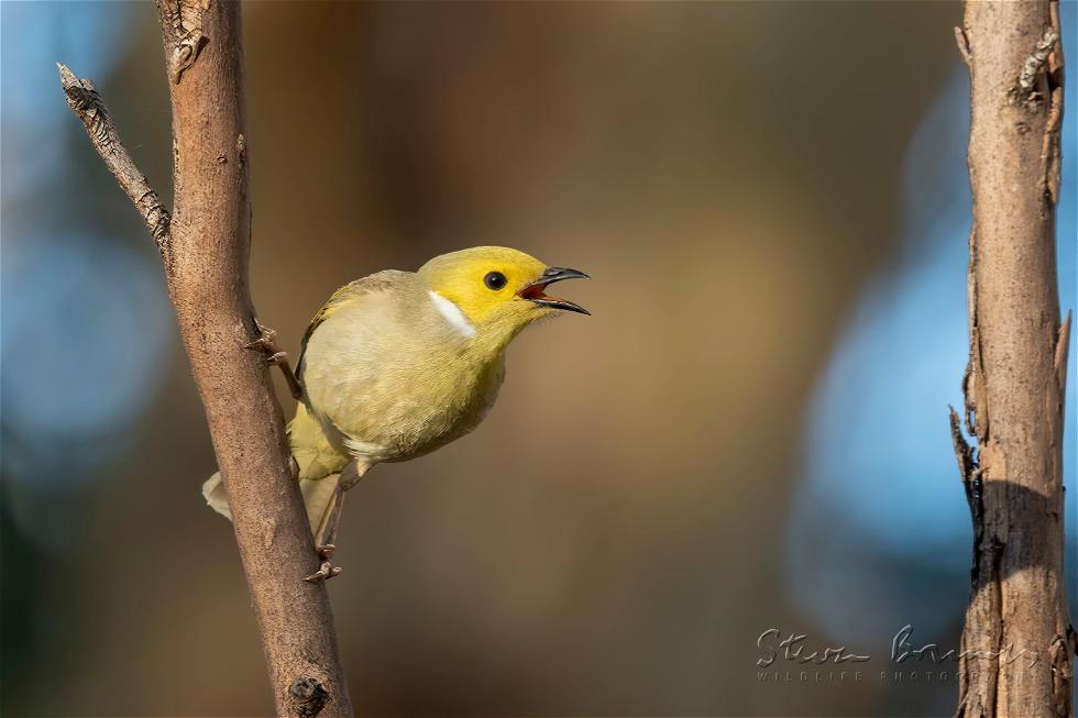 White-plumed Honeyeater (Ptilotula penicillata)