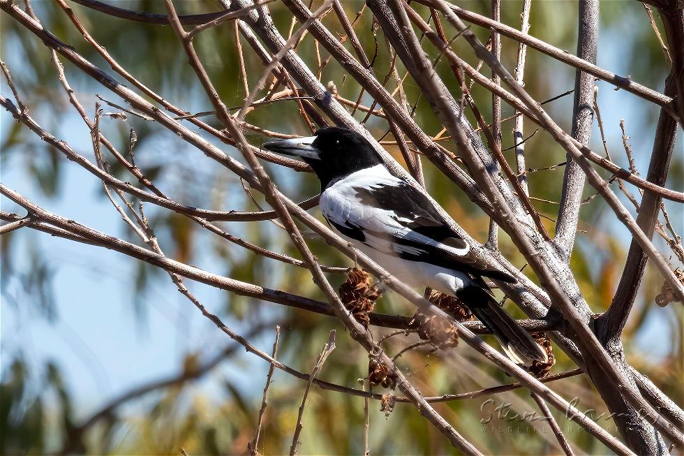 Pied Butcherbird (Cracticus nigrogularis)