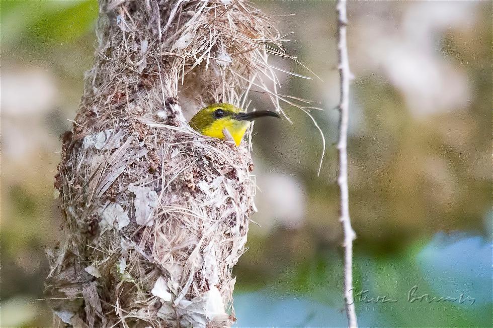 Olive-backed Sunbird (Cinnyris jugularis)