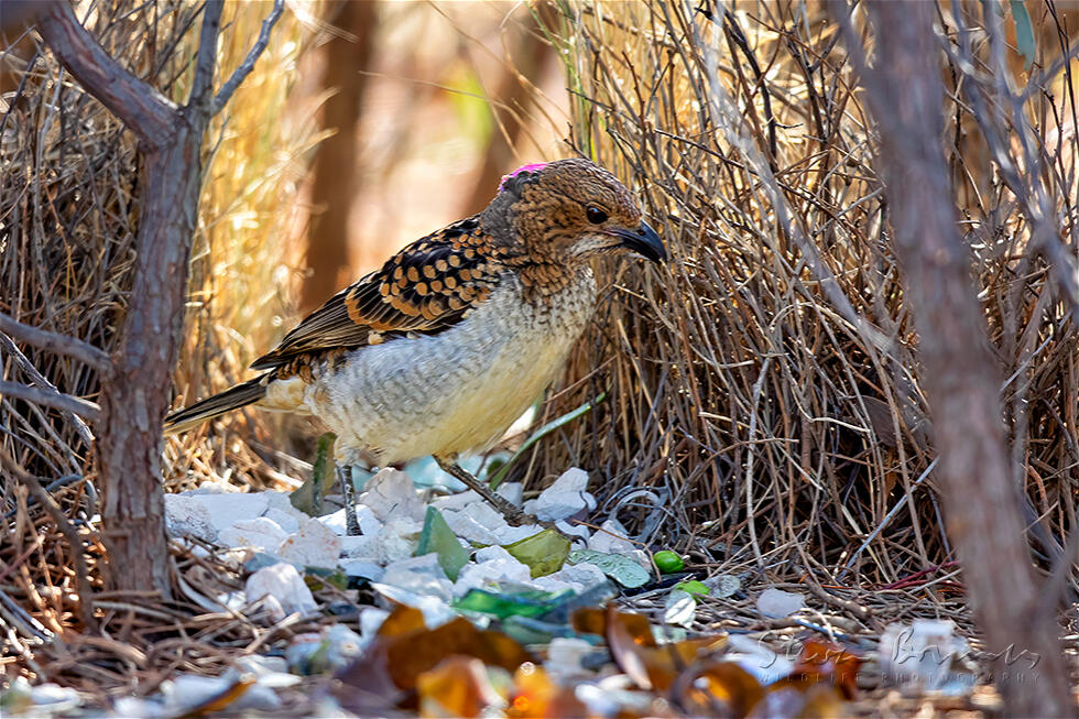 Spotted Bowerbird (Chlamydera maculata)