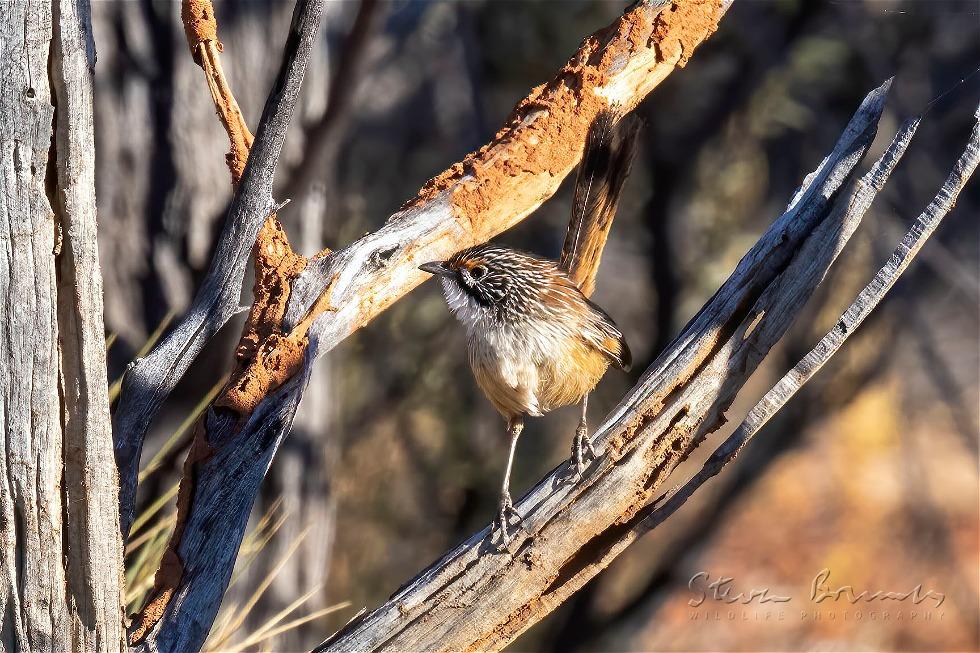 Rusty Grasswren (Amytornis rowleyi)