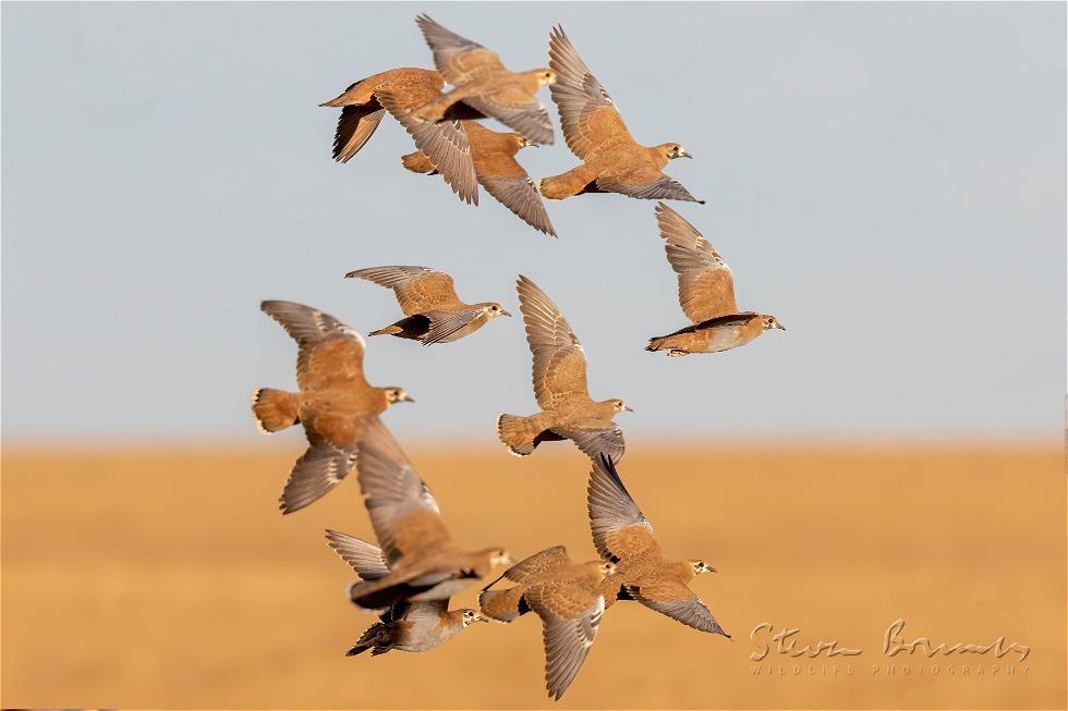 Flock Bronzewing (Phaps histrionica)