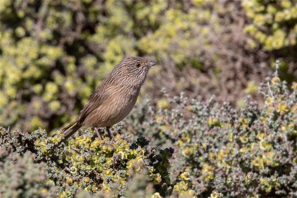 Western Grasswren (Amytornis textilis)