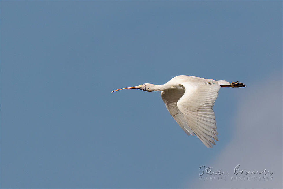 Yellow-billed Spoonbill (Platalea flavipes)