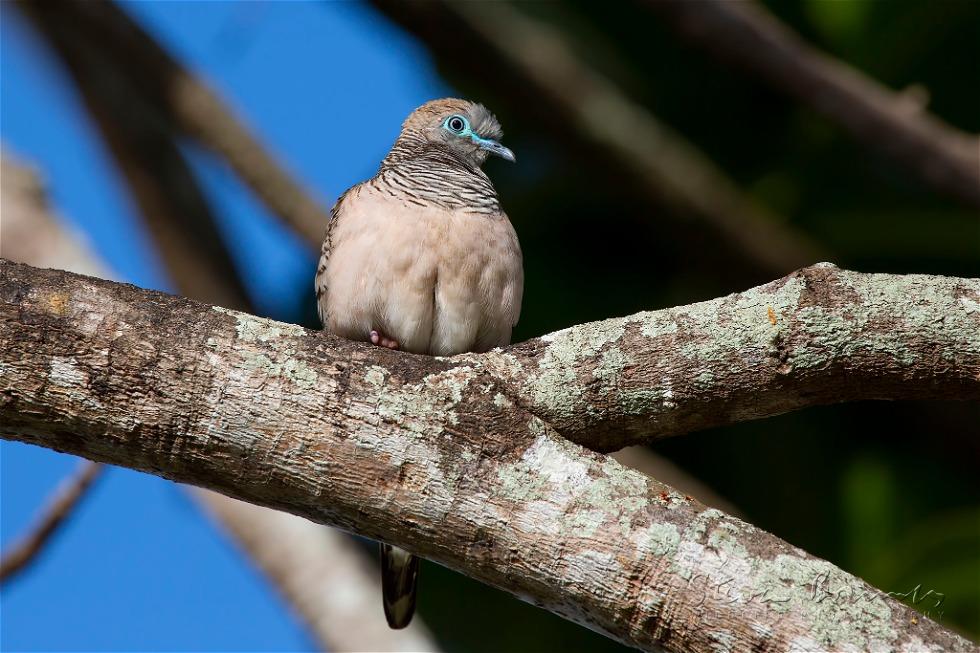 Peaceful Dove (Geopelia placida)
