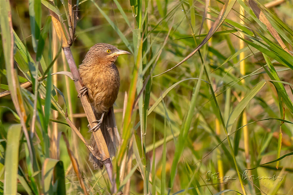 Striated Babbler (Turdoides earlei)