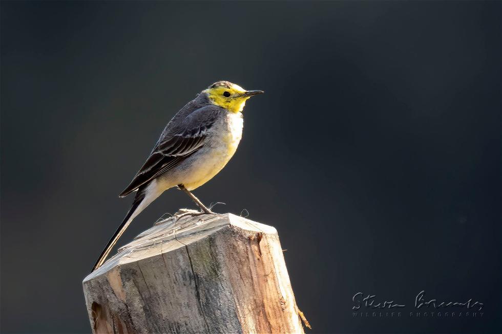 Citrine Wagtail (Motacilla citreola)