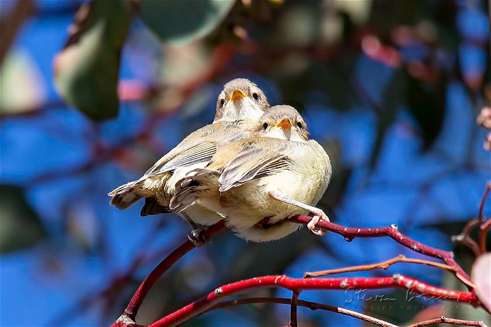 Weebill (Smicrornis brevirostris)