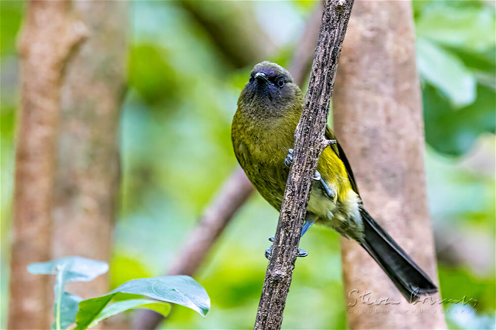 New Zealand Bellbird (Anthornis melanura)