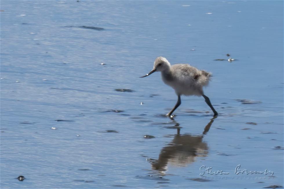 Andean Avocet (Recurvirostra andina)