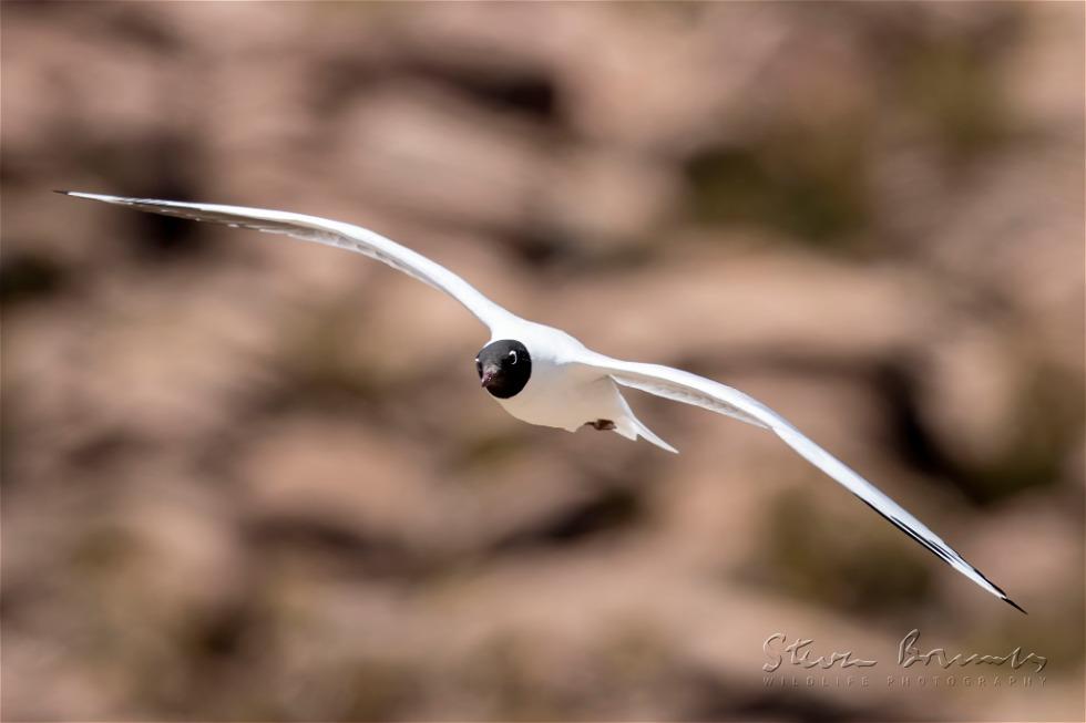 Andean Gull (Chroicocephalus serranus)