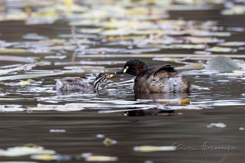 Australasian Grebe (Tachybaptus novaehollandiae)