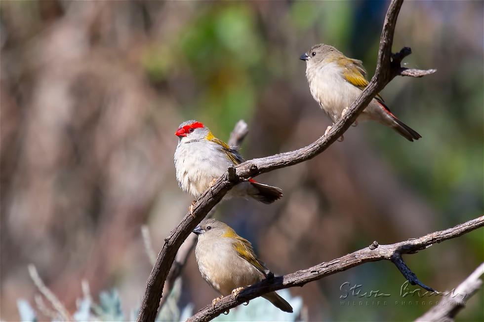 Red-browed Finch (Neochmia temporalis)